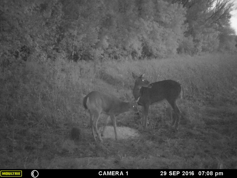 MOULTRIE DIGITAL GAME CAMERA