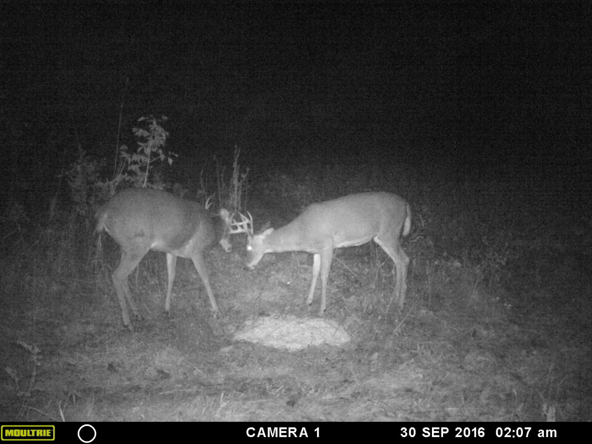 MOULTRIE DIGITAL GAME CAMERA