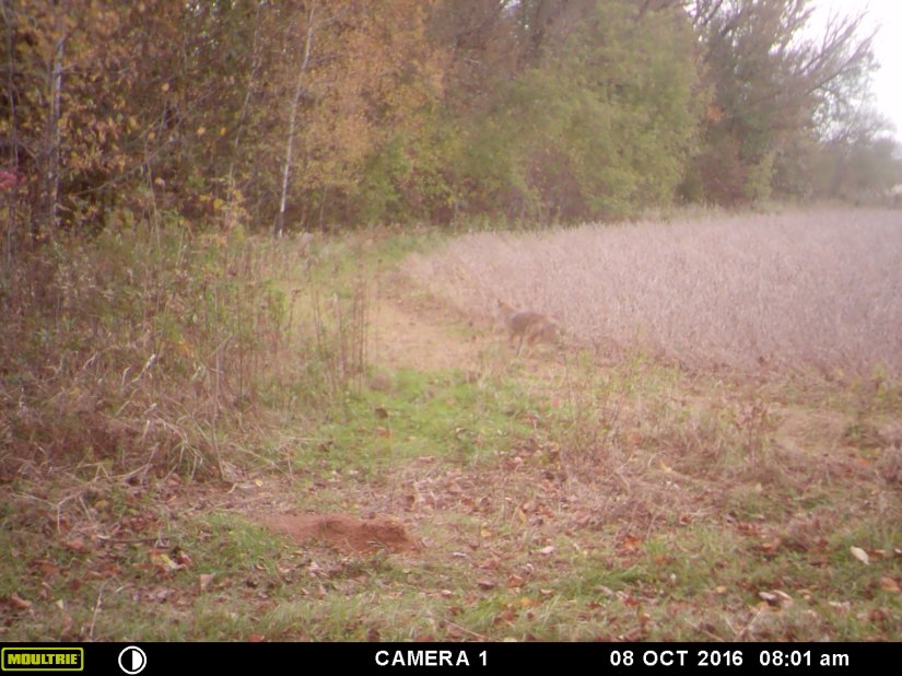 MOULTRIE DIGITAL GAME CAMERA